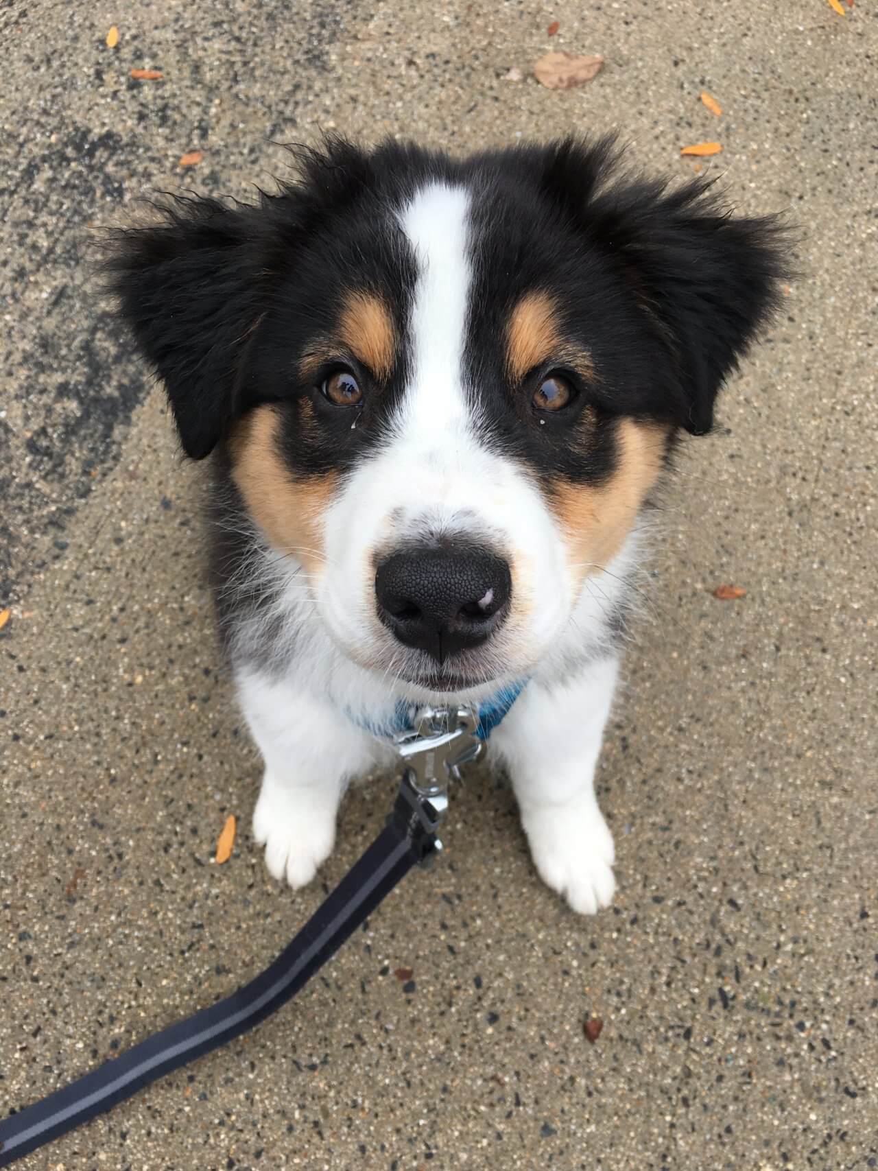 In Home Training Zen Dog Training